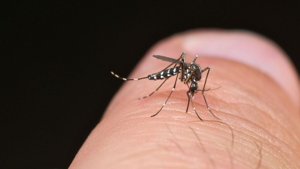 Aumento de Doenças Transmitidas por Mosquitos na Europa é o "Novo Normal"