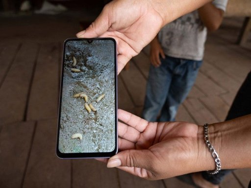 Casos de miasis por gusano barrenador en humanos aumentan a 52 en el sur de México