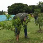 Intenso debate por realización de la Feria de Cali en la Calle 25 y su impacto ambiental