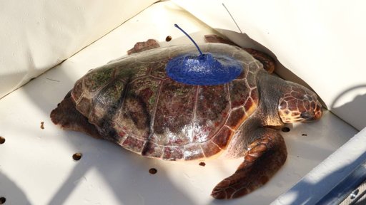 Viagem de 9.200 km de tartaruga reabilitada gera dados científicos cruciais