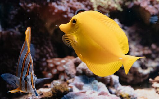 L'Aquarium de Lyon s'agrandit avec 1 400 m² de nouveaux espaces