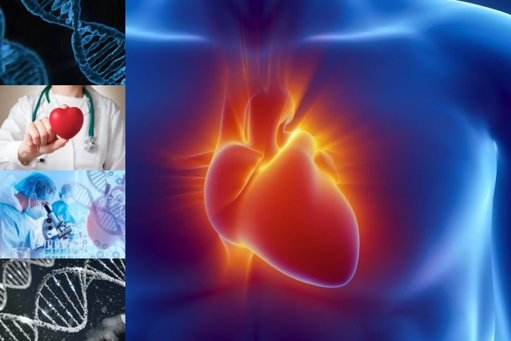 Descubren un gen que permite la regeneración del corazón humano