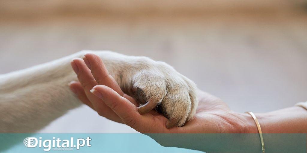 Evento Solidário 'Patinhas Unidas' Une Comunidade de Ferreira do Alentejo