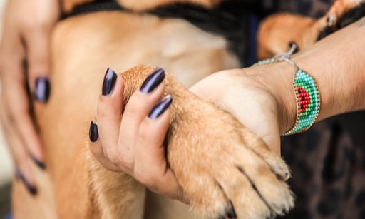 Alerta en Cali por riesgo de golpes de calor en mascotas debido a altas temperaturas