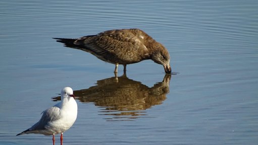 Sociedade Portuguesa para o Estudo das Aves Promove "Mega Apagão pela Cagarra" na Madeira