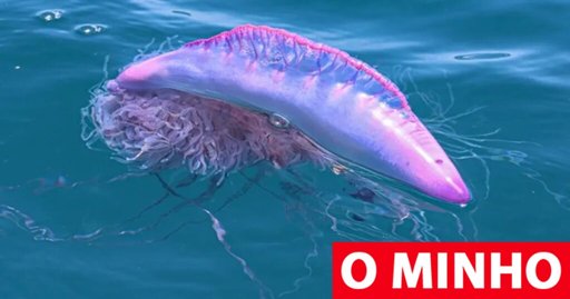 Alerta para Presença de Caravelas-Portuguesas e Medusas na Costa Portuguesa