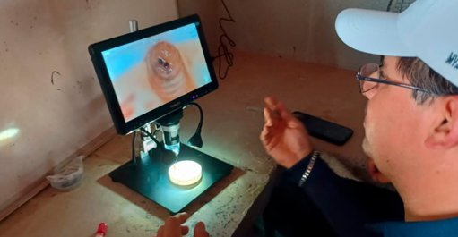 Detectan nuevo caso de gusano barrenador en Nuevo León; EE.

UU. lo considera un 'incidente aislado'