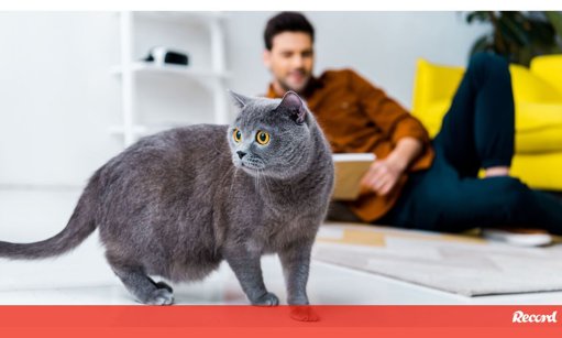 O Mistério do Miado Constante: Especialistas Explicam o Que os Gatos Tentam Comunicar