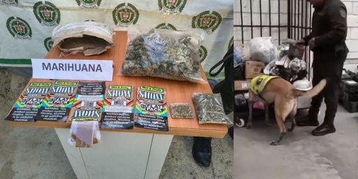 El Rol Dual de los Perros en la Sociedad: de Héroes Anónimos a Símbolos Comunitarios