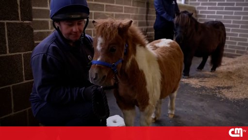 Pónei Miniatura com Tamanho de Cão Conquista Visitantes no Reino Unido