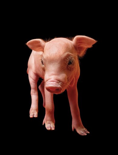 Xenotransplante: Rim de Porco Geneticamente Modificado Funciona em Paciente Vivo