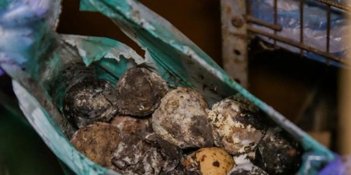 Cierran restaurantes y locales en Ibagué por infestación de plagas y grave insalubridad