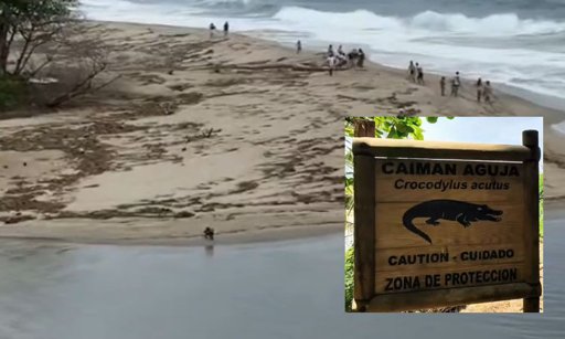 Video viral de turistas rodeados por caimanes en el Parque Tayrona genera debate sobre imprudencia y seguridad