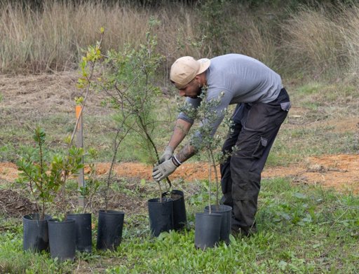 Torres Novas Inicia Plantação de Floresta Autóctone em Antigo Eucaliptal