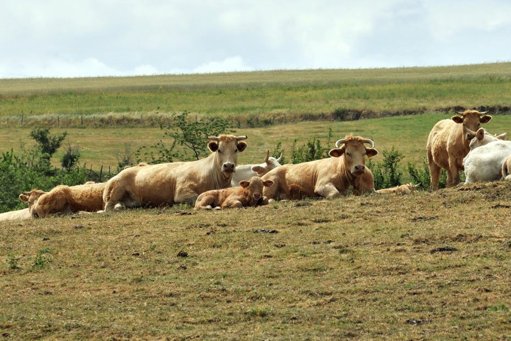 Ariège : des centaines d'agriculteurs mobilisés contre l'abattage d'un troupeau