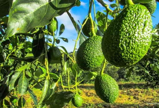 EE.

UU. elimina arancel del 10% al aguacate Hass y café colombiano, impulsando al sector agroexportador