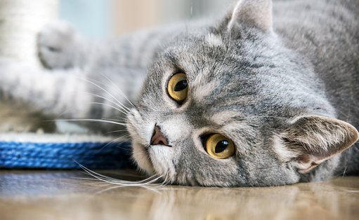 Décryptage du Comportement Animal : Comprendre les Signaux des Chats et des Chiens