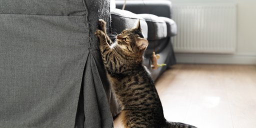 Comprendre et Gérer les Comportements Problématiques des Chats