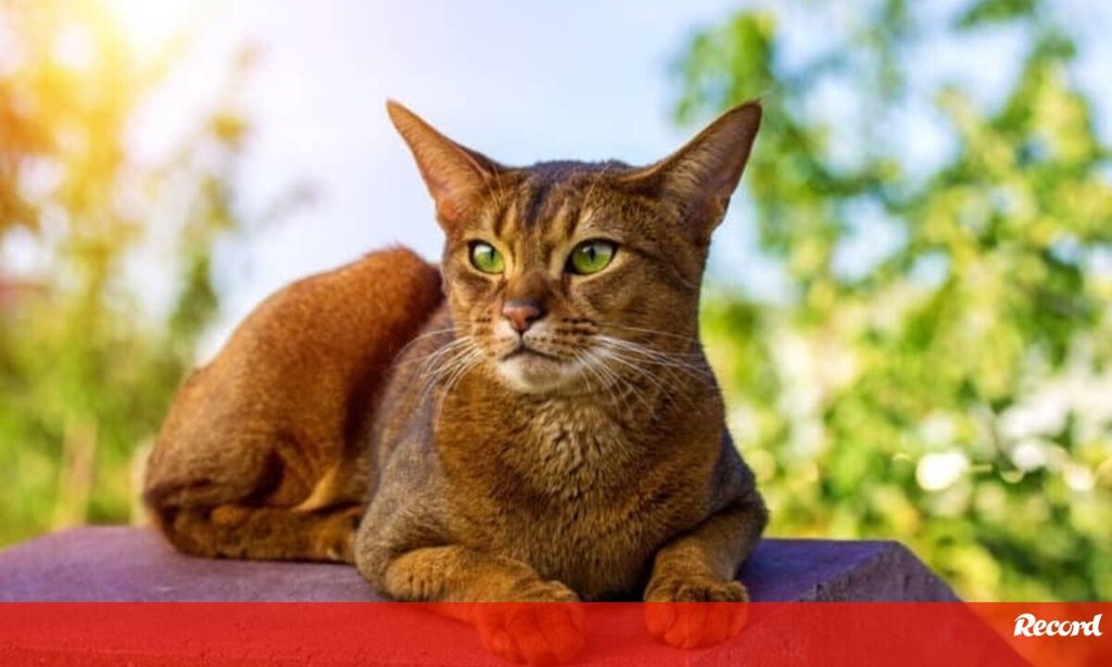 Desmistificar o Gato Solitário: A Crescente Valorização de Raças Sociáveis