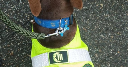 ‘Coronel Bizcocho’: el perro rescatado del maltrato que fue adoptado por la Policía de Antioquia