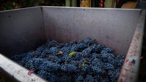 Governo aprova apoio de 50 cêntimos por quilo de uva para destilação no Douro