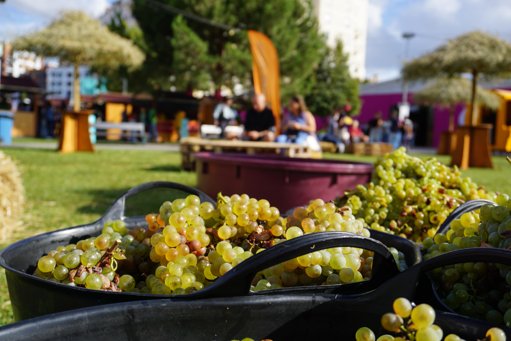 Festival Alma do Vinho em Alenquer atrai público internacional com música e enoturismo