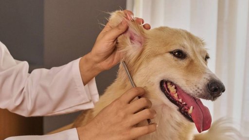 São Brás de Alportel distinguido pelo seu investimento no bem-estar animal