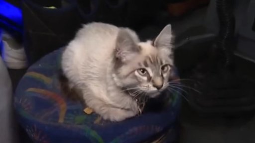 Zafiro, el 'michi cobrador' de Puebla, regresa a casa tras movilización ciudadana