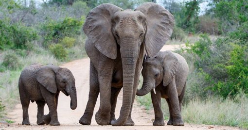 Santuário Pangeia: Alentejo acolhe primeiro grande refúgio europeu para elefantes