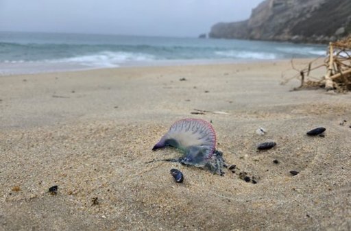 Autoridades da Nazaré Emitem Alerta para Presença de Caravelas-Portuguesas nas Praias