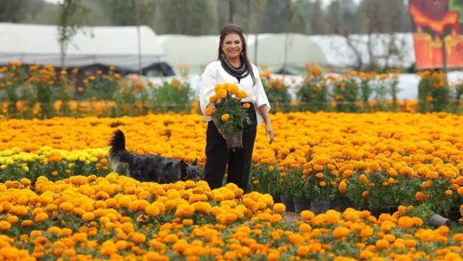 CDMX rompe récord con 6.3 millones de plantas de cempasúchil para Día de Muertos