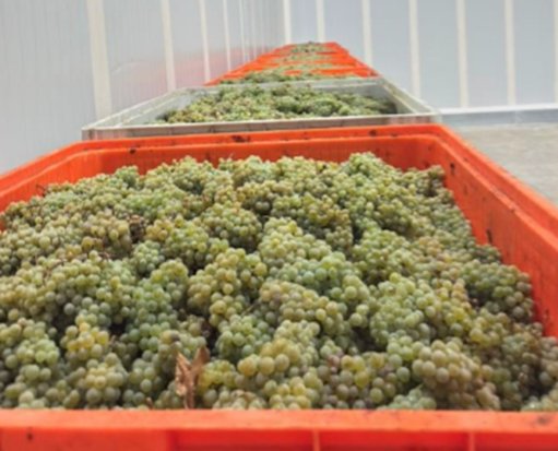 ASAE Interceta Toneladas de Uvas Ilegais na Região Demarcada do Douro