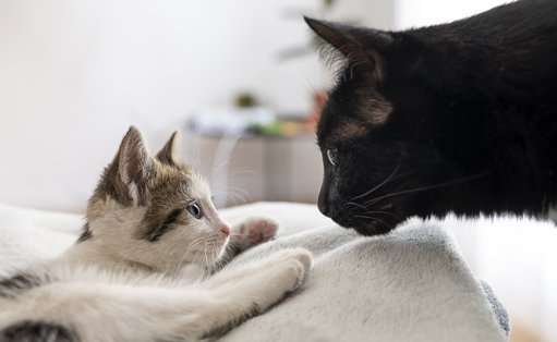 O Universo Felino: Da Socialização à Comunicação e Cuidados Essenciais