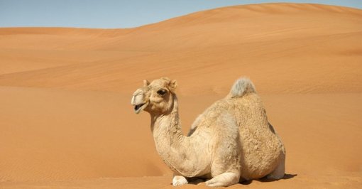 Nanocorpos de Camelos e Lhamas Revelam Potencial para Tratar Doenças Cerebrais