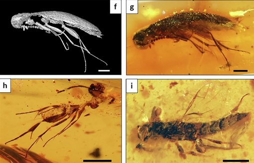 Âmbar de 112 Milhões de Anos Revela Ecossistema Antigo na América do Sul