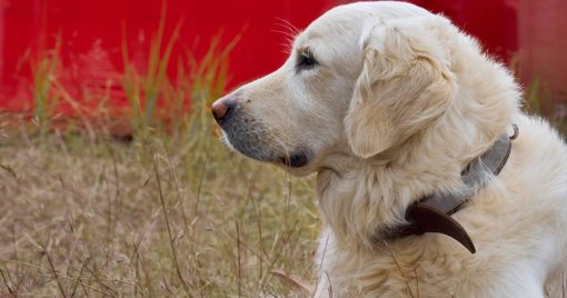 Indignación nacional por caso de maltrato animal: perrita 'Samantha' es rescatada en Bogotá