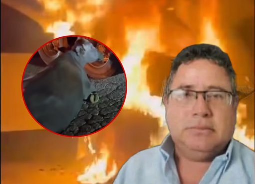 Gerente de hospital choca contra búfalos en la vía y su vehículo se incendia