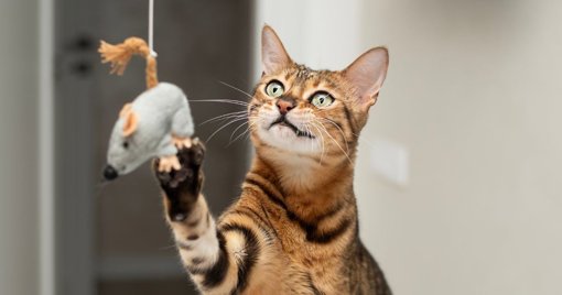 Comprendre et respecter le comportement et la communication des chats