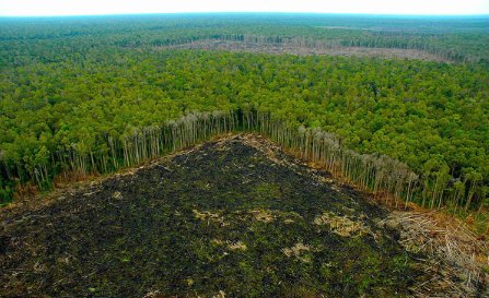 Colombia registra un aumento del 43 % en la deforestación durante 2024