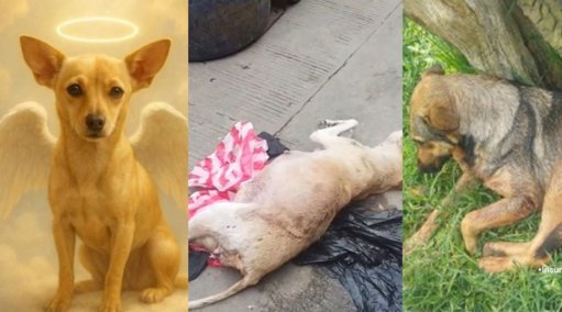 Lucha contra el Maltrato Animal y Respuestas Legales en Colombia