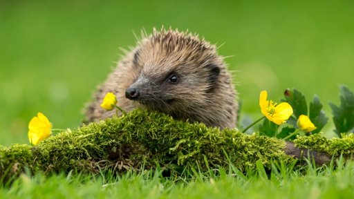 La Survie des Hérissons en Hiver : Un Appel à l'Action dans les Jardins