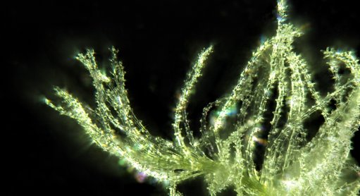 Descoberto Gene que Pode Triplicar a Produção de Grãos de Trigo