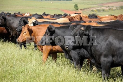 Alerta sanitaria y económica en NL por detección de gusano barrenador