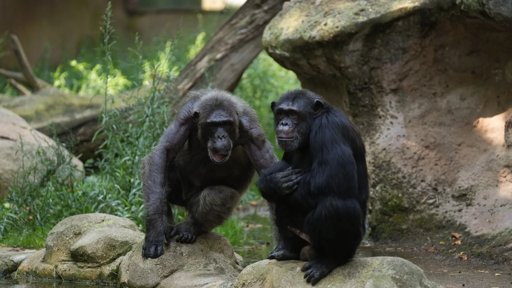 Chimpanzés Demonstram Capacidade de Tomar Decisões Racionais, Desafiando Exclusividade Humana
