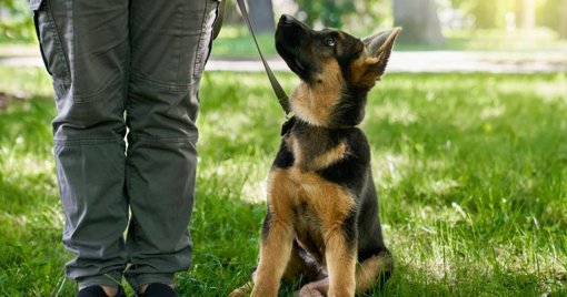 Bizcocho, el Símbolo de la Lucha contra el Maltrato Animal, Inicia una Nueva Vida en la Policía de Antioquia