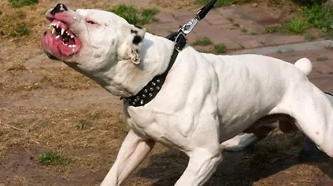 Conmoción en Cesar: Niño de dos años muere tras ser atacado por un perro pitbull