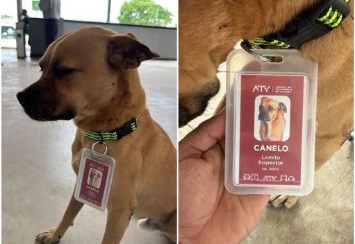 El Inspirador Caso de 'Rocky', el Perro Perdido que se Convirtió en 'Inspector' de Transporte en Yucatán