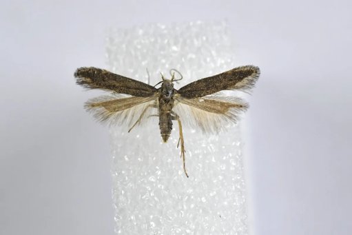 Nova Espécie de Borboleta, Monochroa monellii, Descoberta para a Ciência em Pombal
