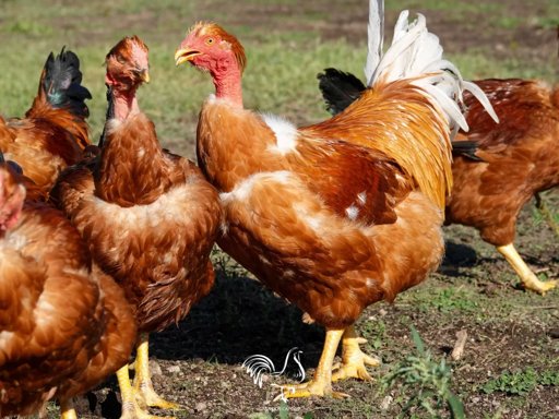 Furto de Mais de 200 Capões Abala Comunidade de Freamunde