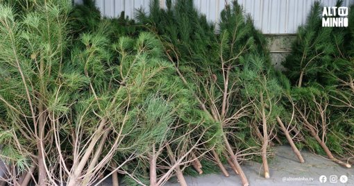 Municípios do Norte Oferecem Pinheiros de Natal Sustentáveis à População